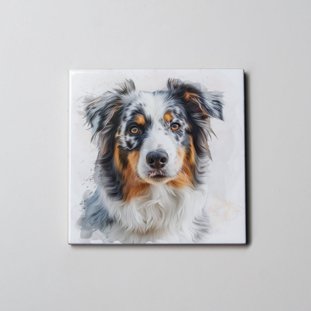 Australian Shepherd - Portrait - Coaster