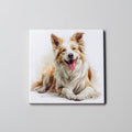 Border Collie - Caramel - Lying HU - Coaster