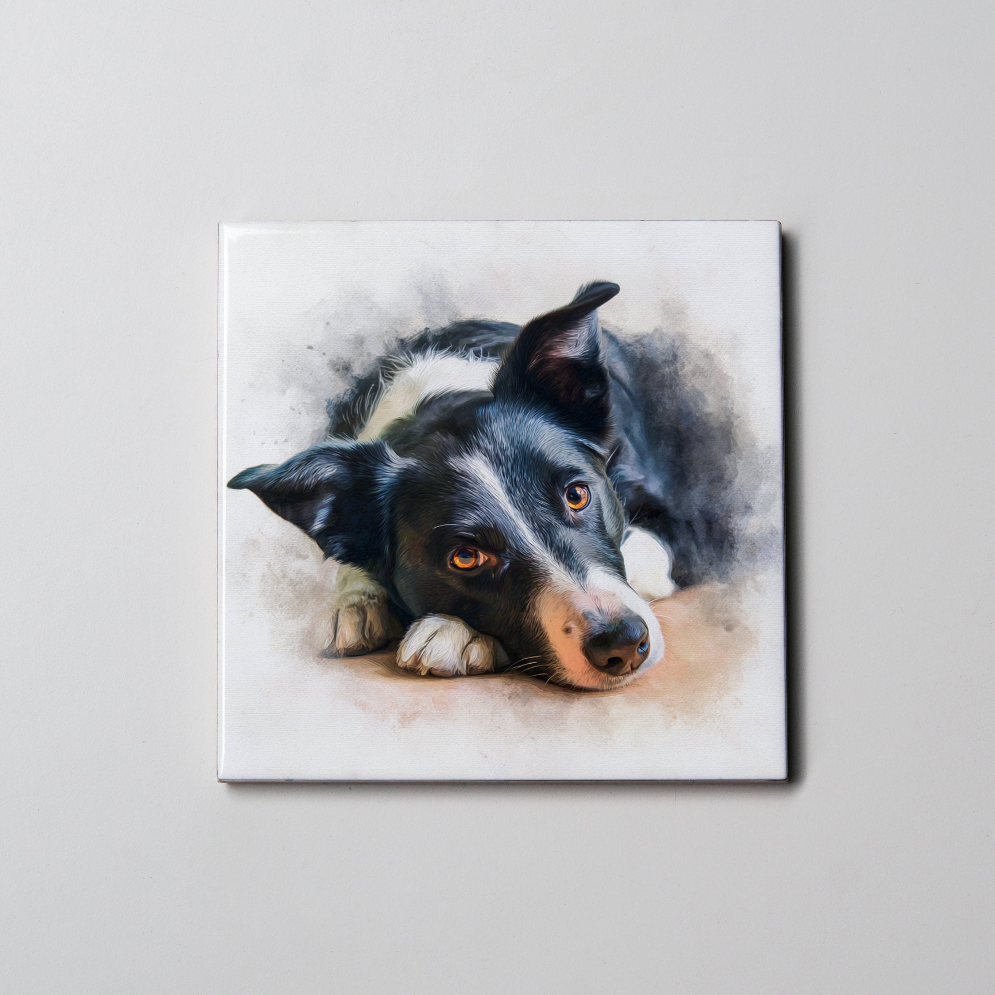 Border Collie - SH - Lying HD - Coaster