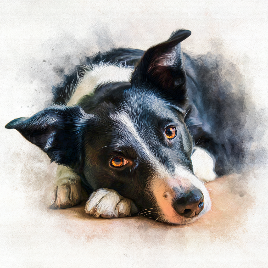 Border Collie - SH - Lying HD - Coaster