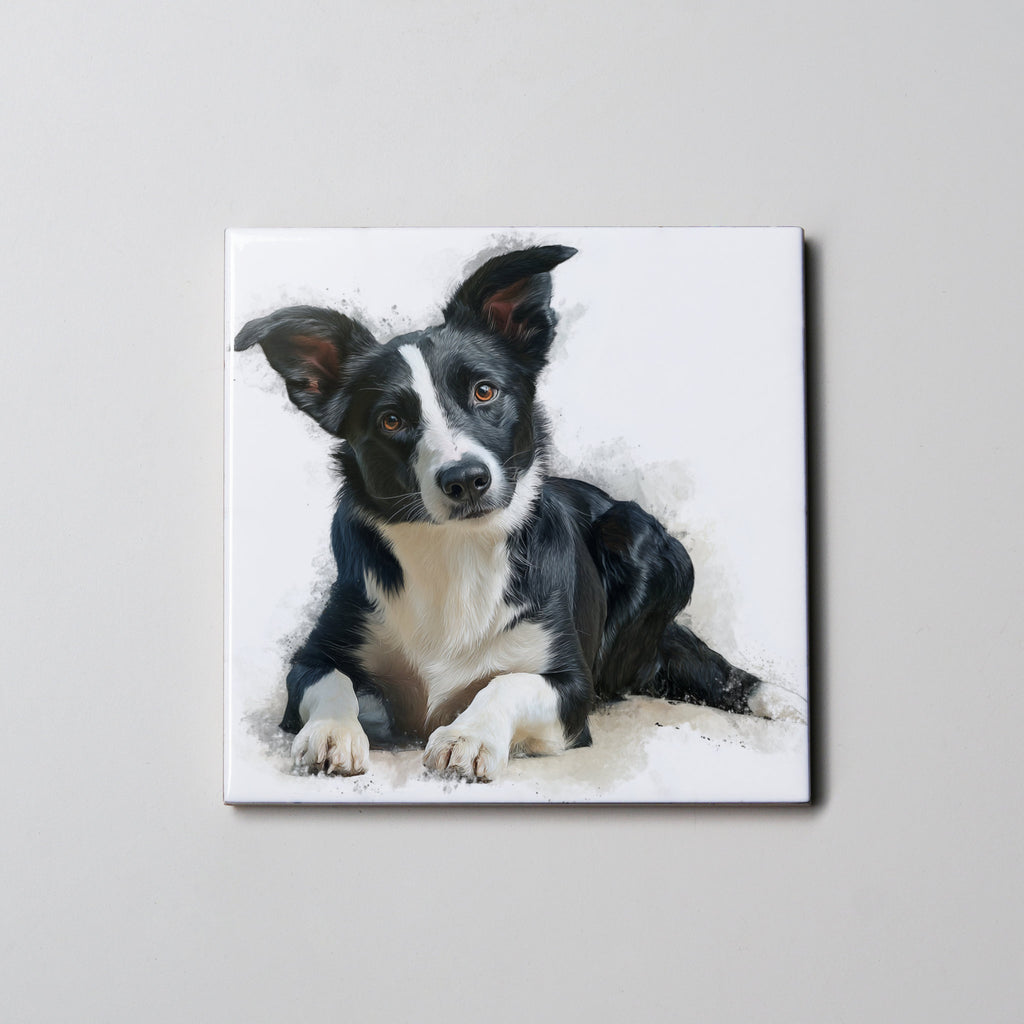 Border Collie - SH - Lying HU - Coaster