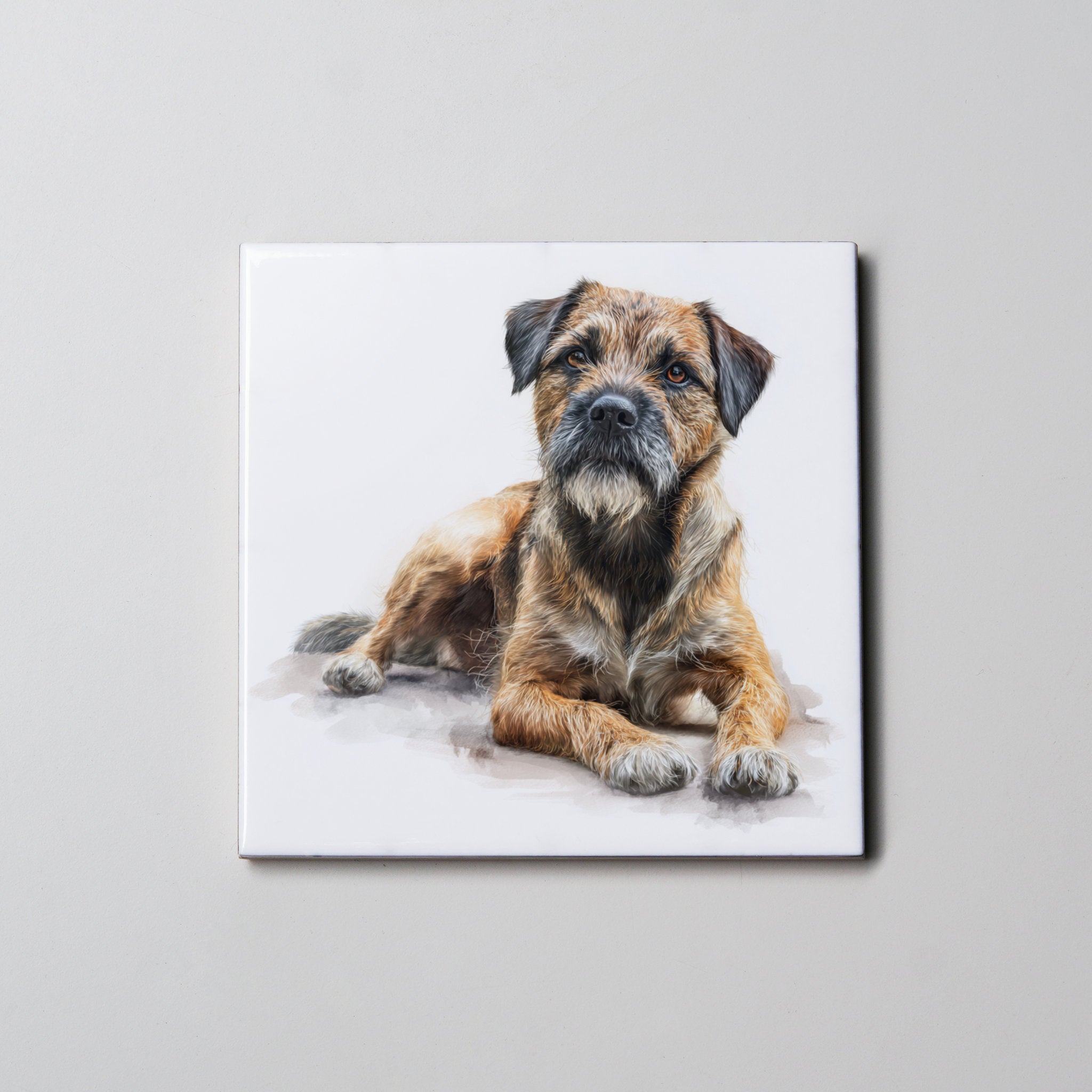 Border Terrier - Lying Down - LL - Coaster