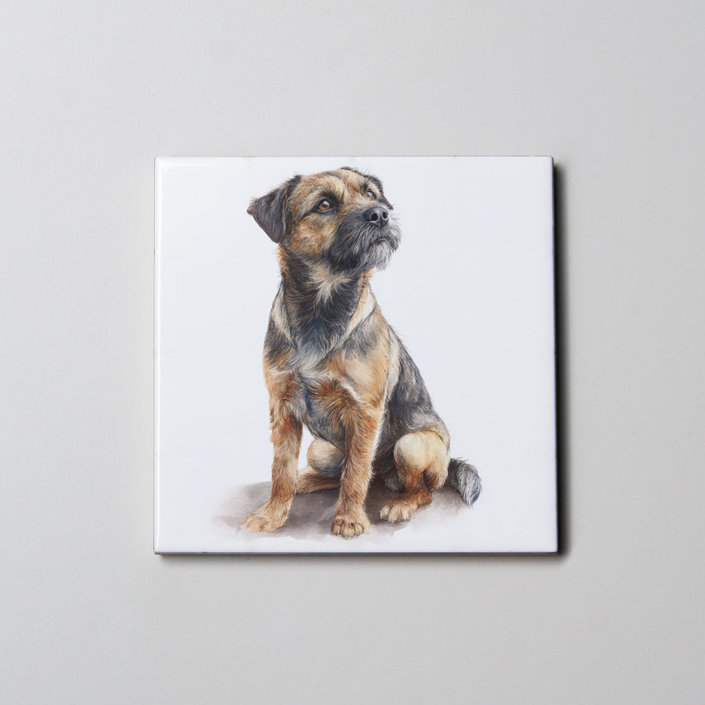 Border Terrier - Sitting - Coaster