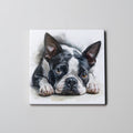 Boston Terrier - Lying HD - Coaster