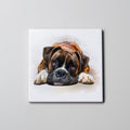 Boxer - Lying Down - Coaster