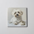 Maltese Coaster