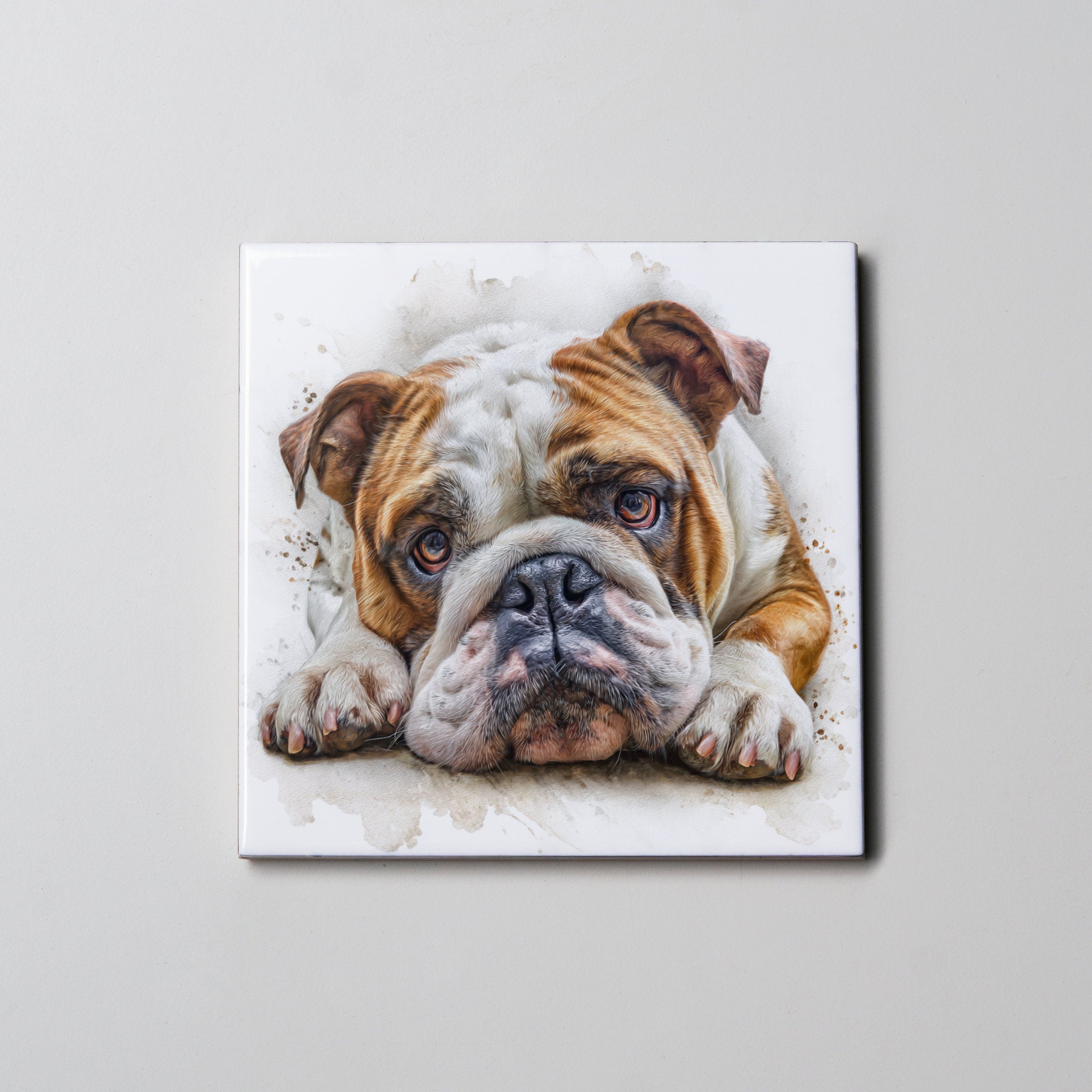 English Bulldog  - Lying - Coaster