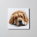 Golden Retriever - Lying HD - Coaster