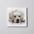 Golden Retriever - White - Lying HD - Coaster