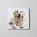 Golden Retriever - White - Lying HU  LF - Coaster
