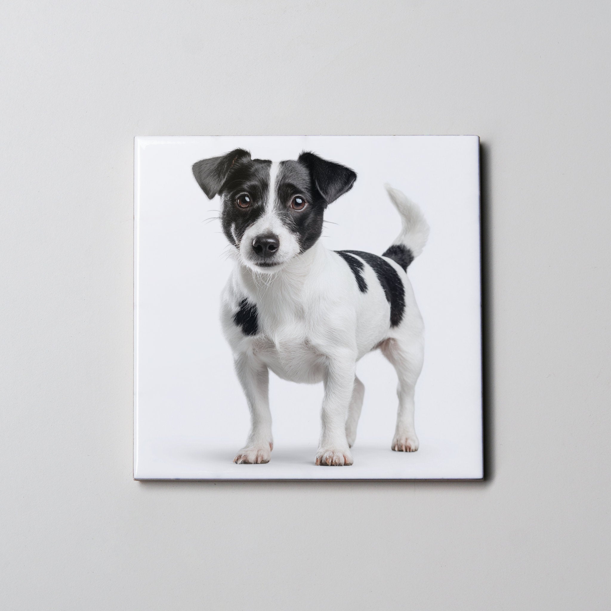 Jack Russell - BW - Standing - Coaster