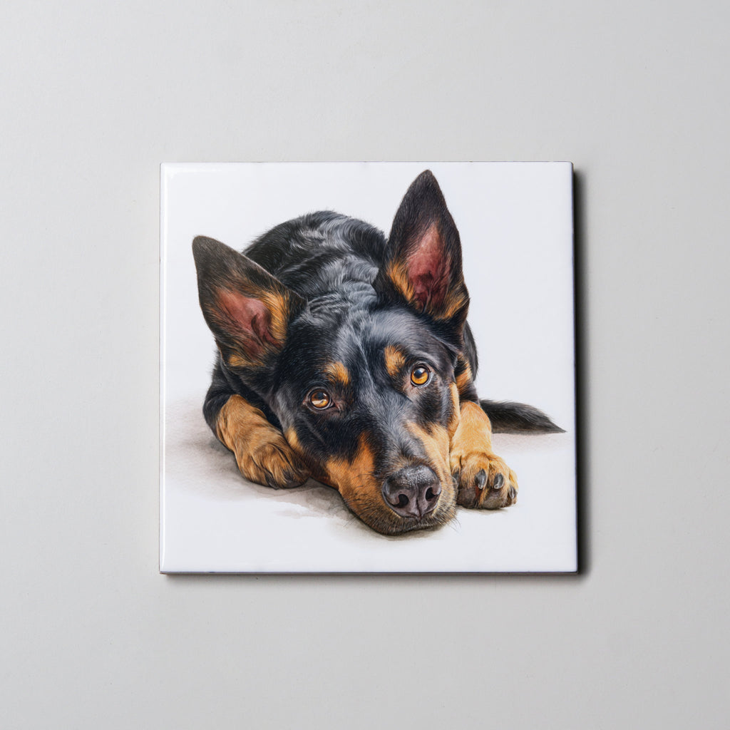 Kelpie - Black & Tan - Lying HD - Coaster