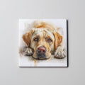 Labrador - Golden - Lying HD - Coaster