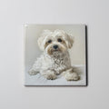 Maltese - Lying Down - Coaster