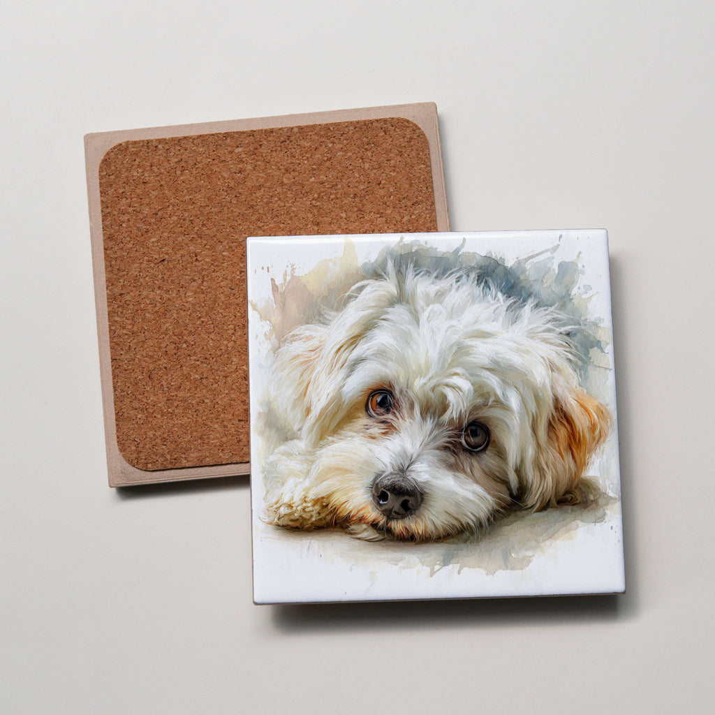 Maltese - Lying Down HD - Coaster
