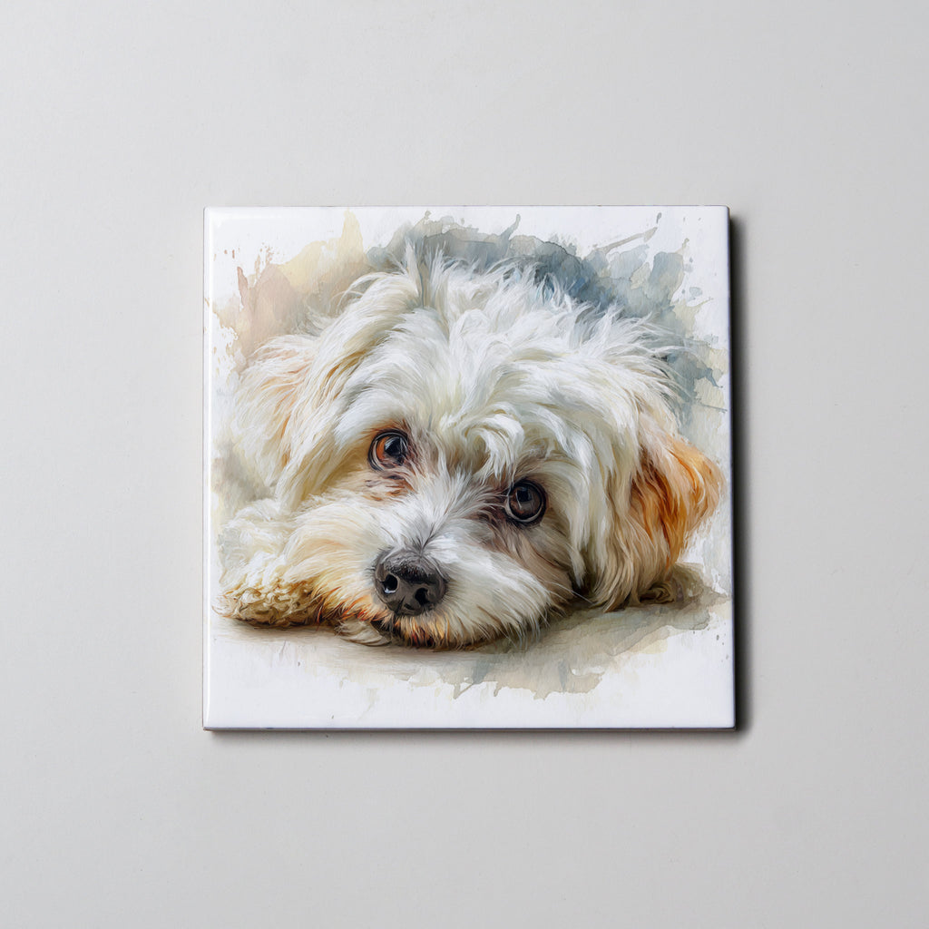 Maltese - Lying Down HD - Coaster