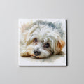 Maltese - Lying Down HD - Coaster