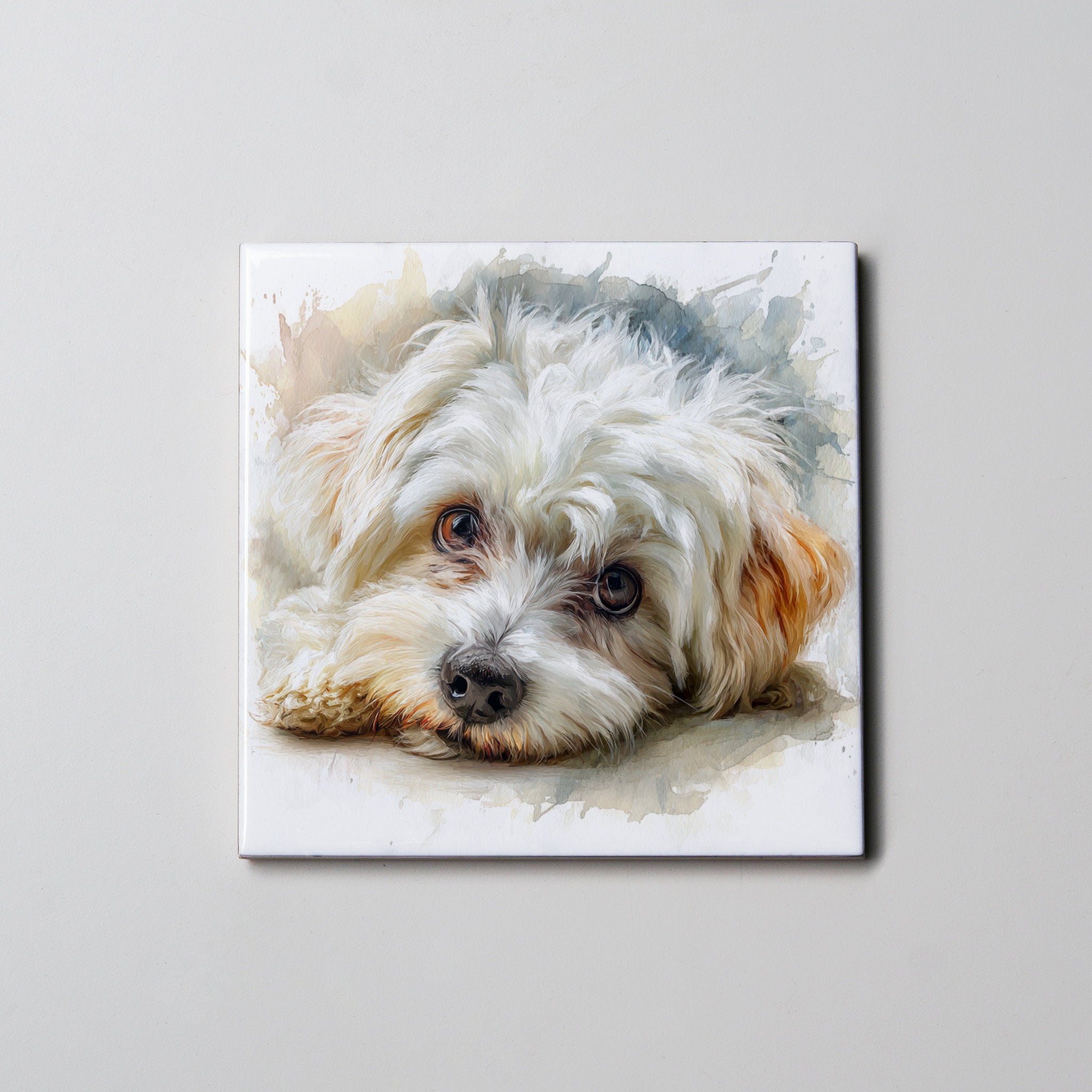 Maltese - Lying Down HD - Coaster