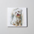 Maltese - Sitting 1 - Coaster