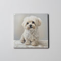 Maltese - sitting - Down 3 - Coaster