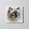 Ragdoll Portrait - Coaster