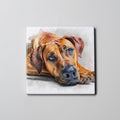 Rhodesian Ridgeback - Lying Down HD - Coaster