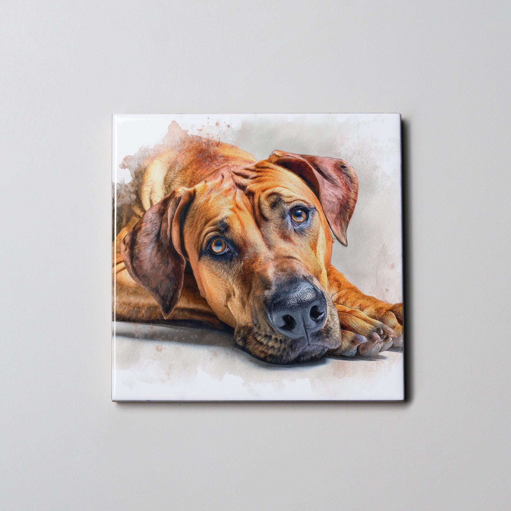 Rhodesian Ridgeback - Lying Down HD - Coaster