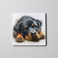 Rottweiler - Lying HD - Coaster