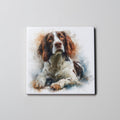 Springer Spaniel - Red - Lying - Coaster
