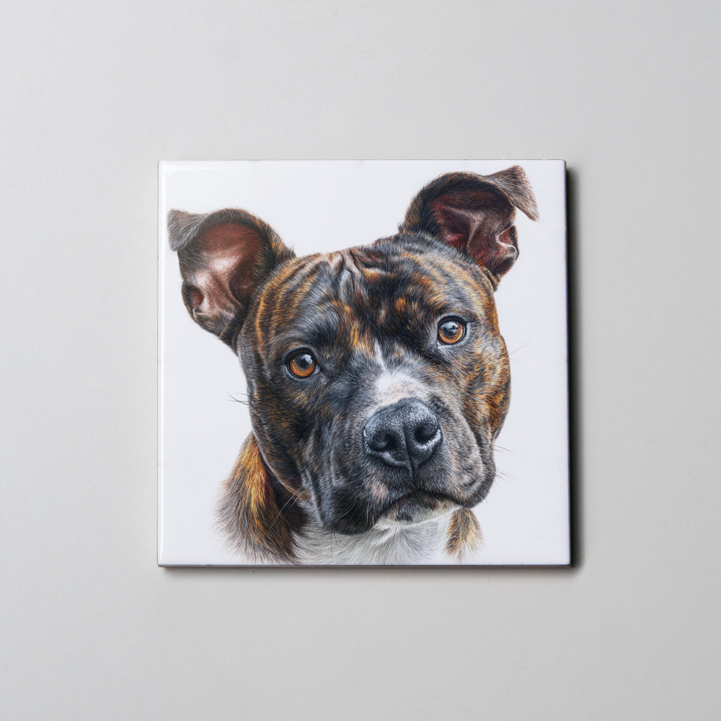 Staffordshire Bull Terrier - Brindle - Portrait - Coaster
