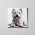 Westie - Lying - HUp - Coaster